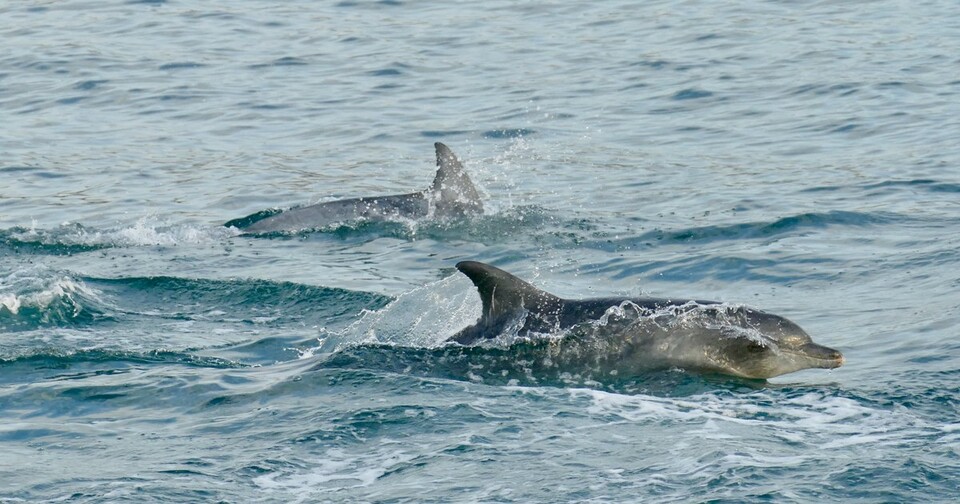 남방큰돌고래. (사진 flickr Bernard DUPONT)/뉴스펭귄