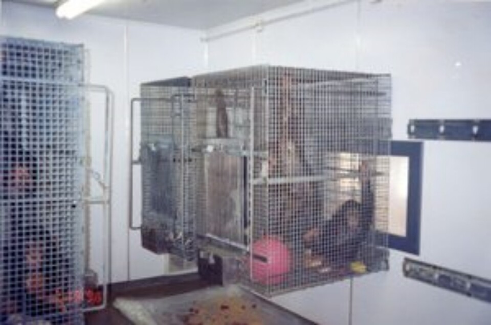 바닐라가 생후 2년간 지냈던 뉴욕의 LEMSIP 연구소. 지금은 폐쇄됐다. (사진 Primate Rescue Center)/뉴스펭귄