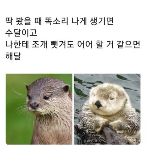 SNS상에서 유행했던 수달과 해달의 차이점. (사진 트위터 미미::그림)/뉴스펭귄