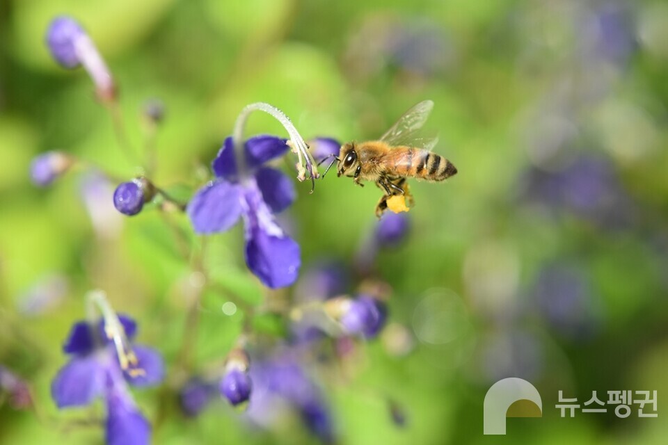 양봉꿀벌과 누린내풀. (사진 벌볼일있는사람들 현준서)/뉴스펭귄
