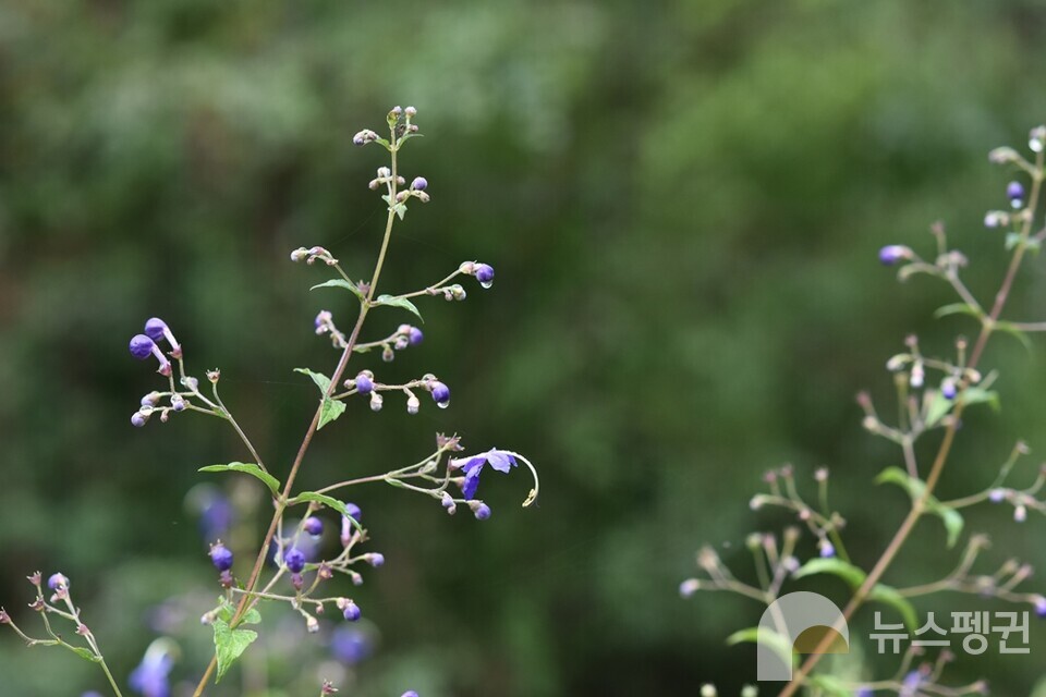 누린내풀. (사진 벌볼일있는사람들 현준서)/뉴스펭귄