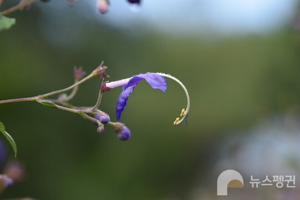 누린내풀의 휘어져 있는 꽃술. (사진 벌볼일있는사람들 현준서)/뉴스펭귄