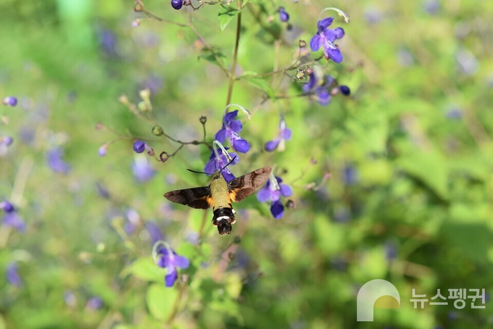 작은검은꼬리박각시가 누린내풀을 찾아왔다. (사진 벌볼일있는사람들 현준서)/뉴스펭귄