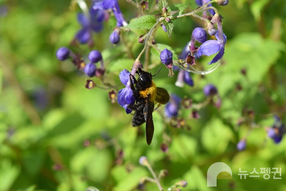 어리호박벌과 누린내풀. (사진 벌볼일있는사람들 현준서)/뉴스펭귄