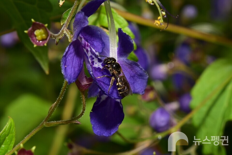 꼬마광채꽃벌과 누린내풀. (사진 벌볼일있는사람들 현준서)/뉴스펭귄