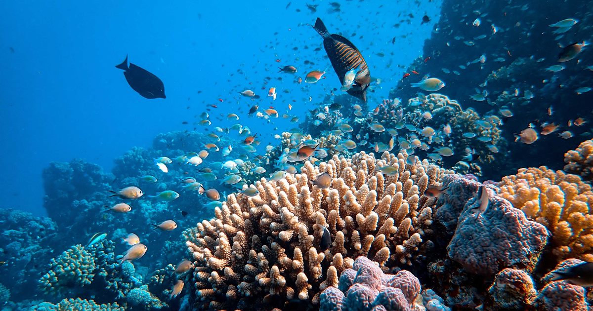 산호초는 다양한 해양생물들의 서식지인 만큼, 해양 생태계에 기여하는 바가 크다. (사진 unsplash)/뉴스펭귄