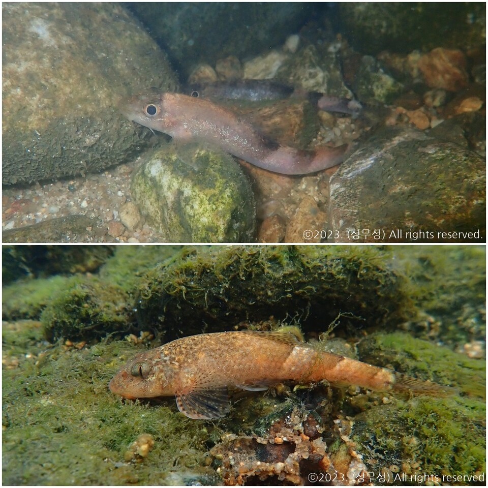 위쪽부터 망막이 커진 꾸구리와 얇아진 꾸구리. (사진 성무성 물들이연구소 크리에이터)/뉴스펭귄