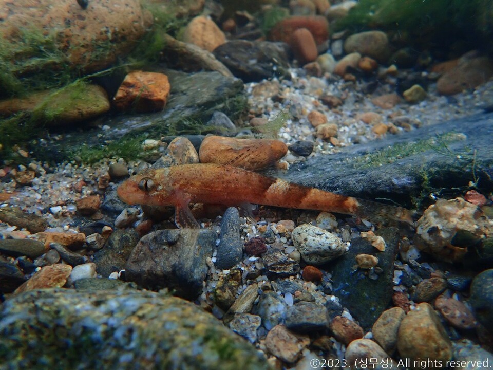 꾸구리. (사진 성무성 물들이연구소 크리에이터)/뉴스펭귄