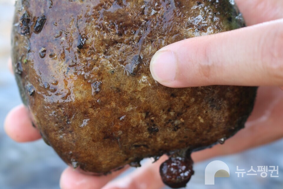 꾸구리의 먹이가 되는 수서곤충. (사진 조은비 기자)/뉴스펭귄