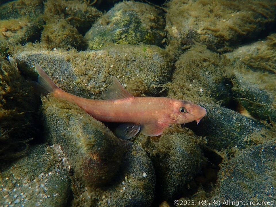 돌상어. (사진 성무성 물들이연구소 크리에이터)/뉴스펭귄