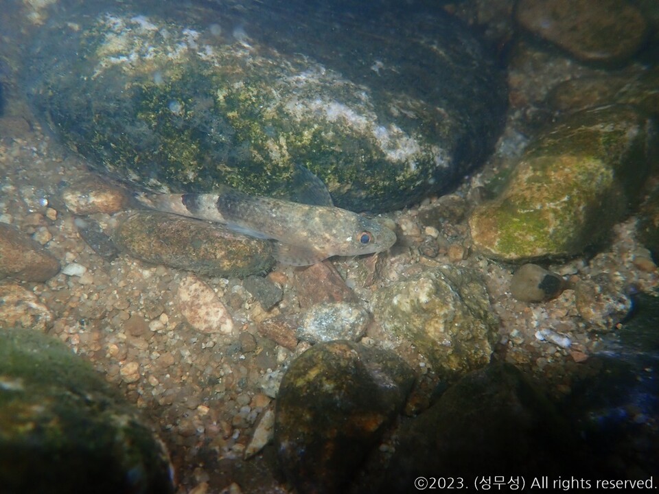 섬강에서 수중 촬영된 꾸구리. (사진 성무성 물들이연구소 크리에이터)/뉴스펭귄