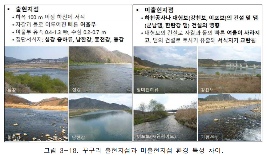 (사진 '멸종위기 담수어류(좀수수치 꾸구리 여울마자 꼬치동자개) 생태특성 및 보전방안 연구' 보고서 캡처)/뉴스펭귄