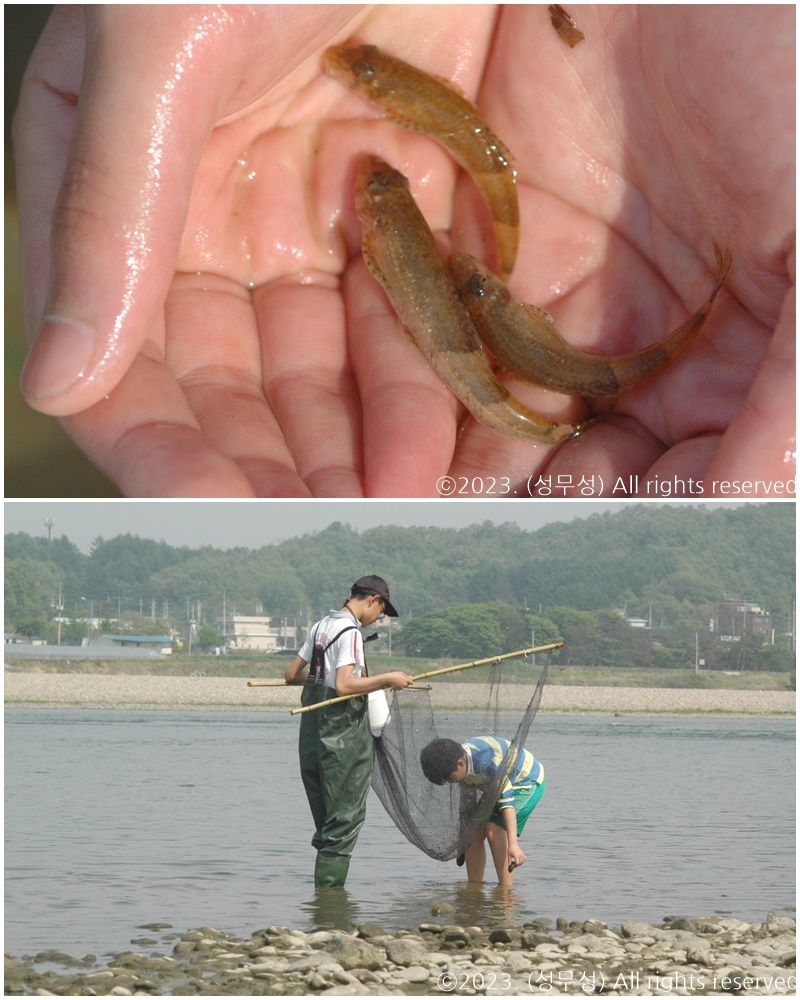 2009년 현재 이포보가 설치된 하천 근처에서 꾸구리 서식을 확인했던 성무성 대표. (사진 성무성 물들이연구소 크리에이터)/뉴스펭귄