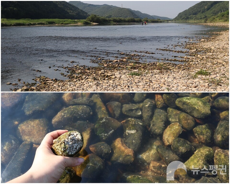 꾸구리가 서식하는 하천에서 차량이 지난간 듯한 흔적이 발견됐다. 위쪽부터 바퀴 자국과 깨진 돌. (사진 조은비 기자)/뉴스펭귄