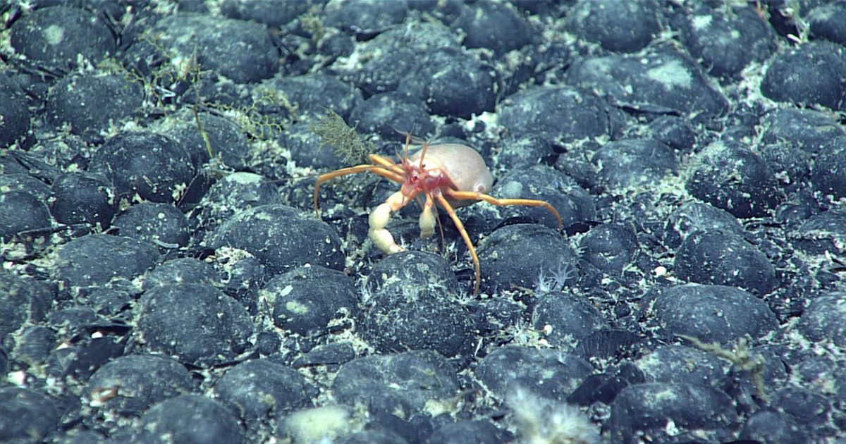 망간단괴는 중요한 금속광물이 포함돼있지만, 심해저 생물들의 터전이기도 하다. (사진 미국해양대기청 NOAA)/뉴스펭귄