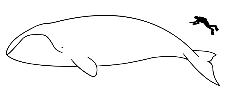 북극고래와 사람 크기를 비교한 그래픽 이미지. (사진 Chris Huh - 위키미디어)/뉴스펭귄