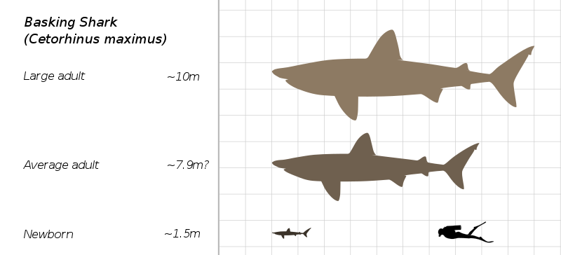 돌묵상어와 사람 크기를 비교한 그래픽 이미지. (사진 Steveoc 86 - 위키미디어)/뉴스펭귄