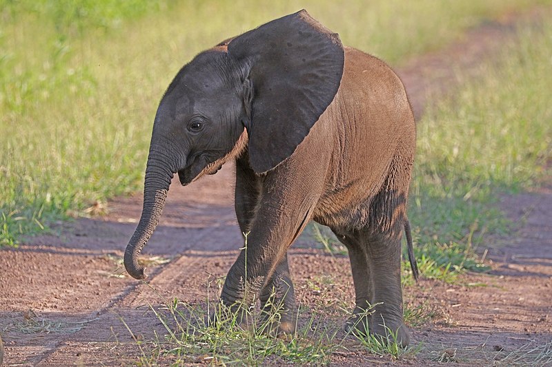 아프리카코끼리 새끼. (사진 Charles J. Sharp - 위키미디어)/뉴스펭귄