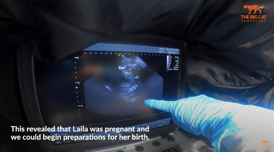 초음파 검사로 어미 눈표범 라일라의 임신 사실을 확인하고 있다. (사진 The Big Cat Sanctuary 공식 유튜브 채널 영상 캡처)/뉴스펭귄