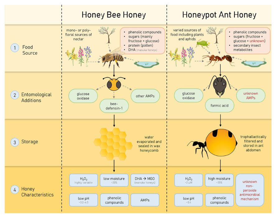 꿀벌 꿀과 꿀단지 개미 꿀의 특성. (사진 논문 Unique antimicrobial activity in honey from the Australian honeypot ant/뉴스펭귄