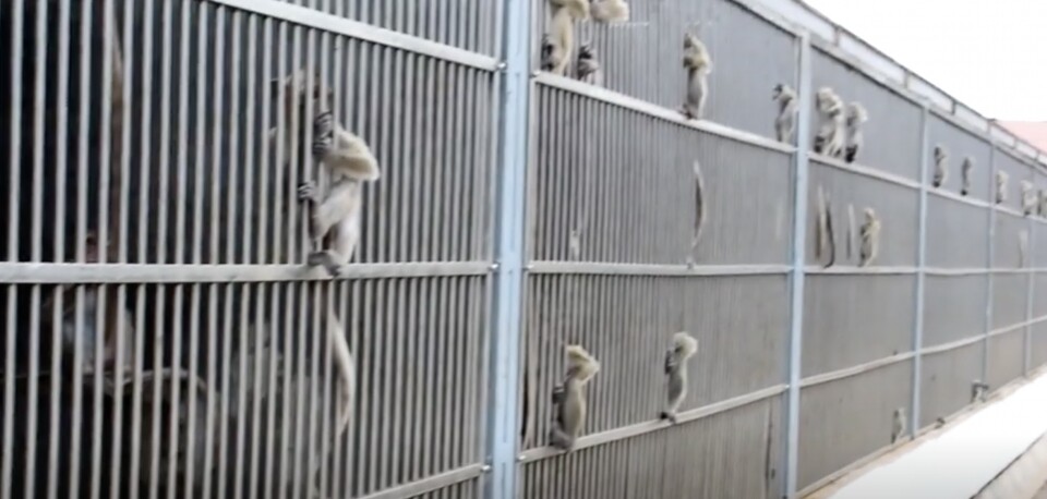 캄보디아 실험용 원숭이 사육시설. (인디펜던트 보도영상 캡처)/뉴스펭귄