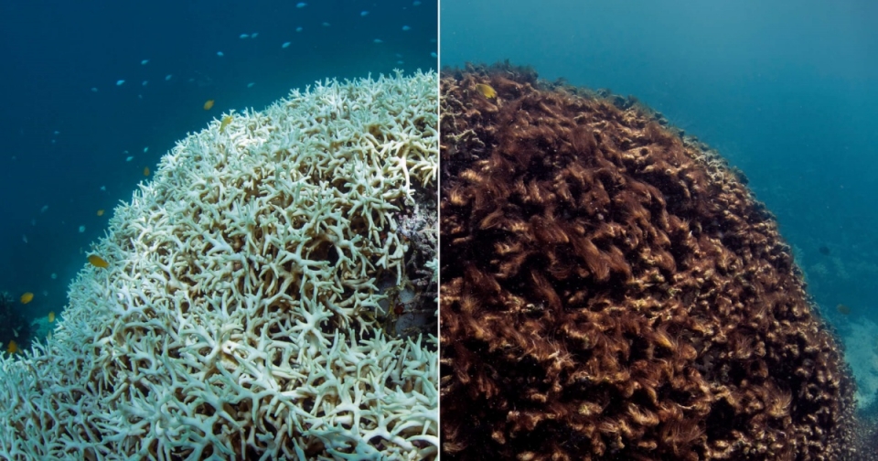 왼쪽부터 하얗게 굳은 산호와 백화현상이 지속돼 죽은 산호. (사진 본사DB)/뉴스펭귄
