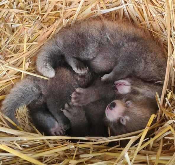생후 1개월 된 쌍둥이 레서판다가 아늑한 둥지 속에 웅크리고 있다. (사진 휩스네이드동물원 공식 홈페이지)/뉴스펭귄