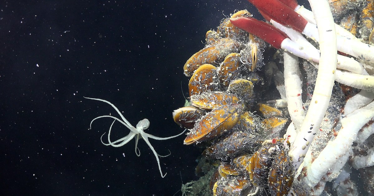 열수분출공 아래 펼쳐진 '미지의 세계'