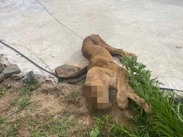 The lioness that escaped cage was shot just 1 hour after fleeing. (Photo Gyeongbuk Fire Headquarters)/News Penguin