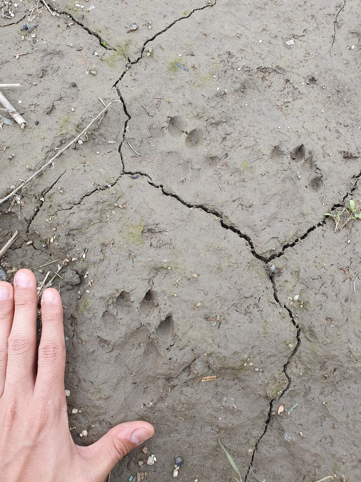 Otter footprints found along the Han River near Gangseo Wetland Ecological Park. (Photo provided by Min-kyu Seong)/News Penguin