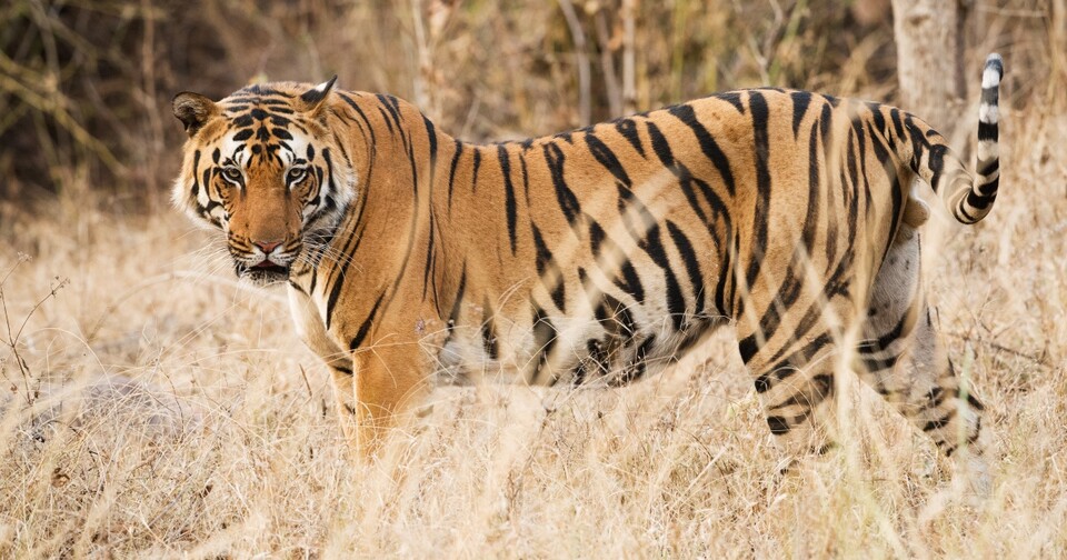 아무르호랑이. (사진 unsplash)/뉴스펭귄