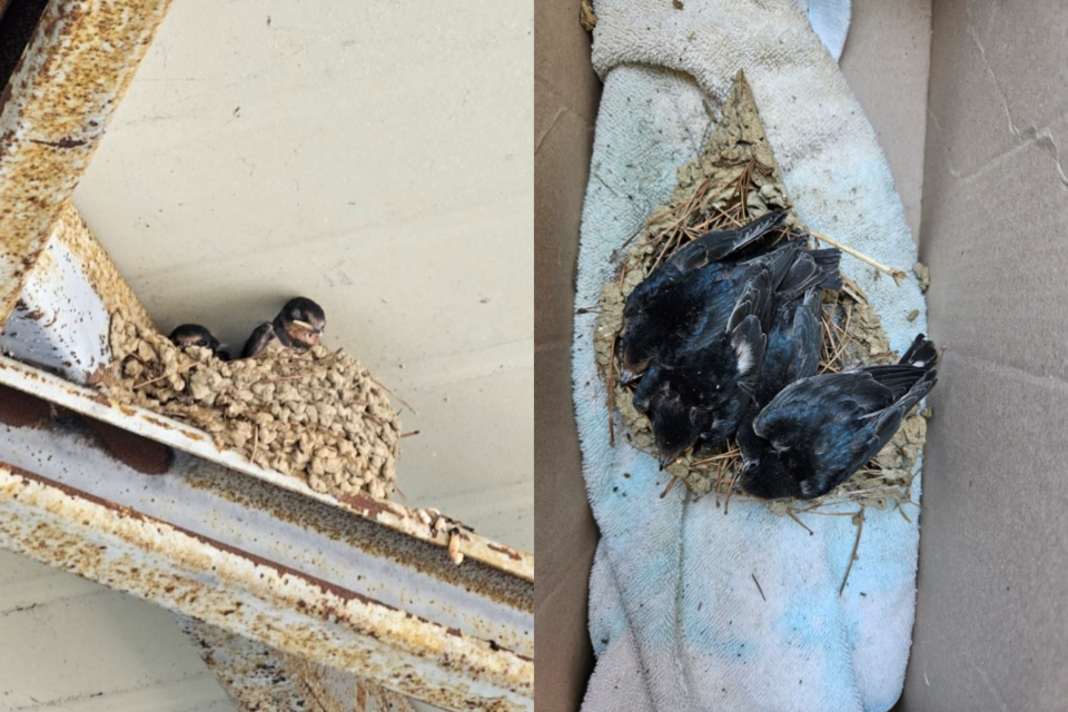 Barn swallows that had built nests on the exposed steel bars of the store's framework due to the demolition. Inside the nests removed for artificial nest installation, there were four baby barn swallows. (Photo Chungnam Wildlife Rescue Center)/News Penguin