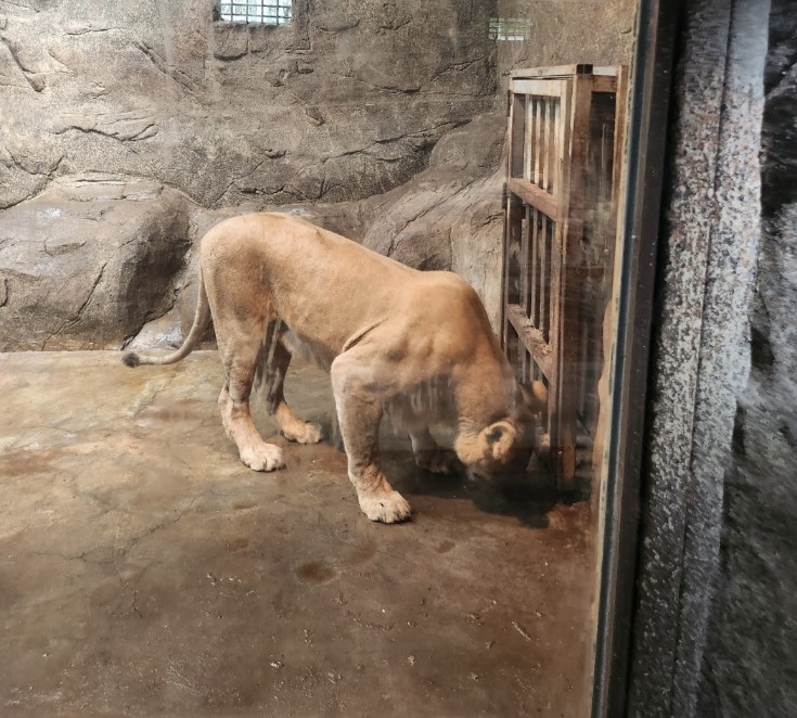 The lioness, a daughter of 'Baram,' is still remaining at the closed Bugyeong Zoo. (Photo provided by Busan Animal Cruelty Prevention Association)/News Penguin