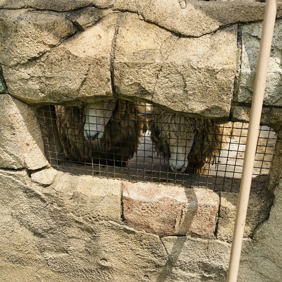 The sheep residing in the closed Bugyeong Zoo without proper fur maintenance. (Photo provided by Busan Animal Cruelty Prevention Association)/News Penguin