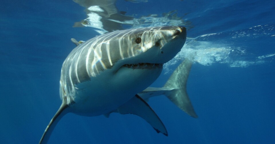 Great white shark. (Photo Unsplash)/News Penguin