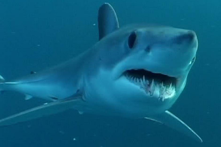 Mako shark. (Photo NOAA)/News Penguin
