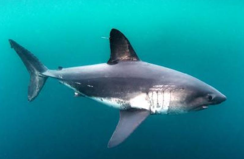 Salmon shark. (Photo Washington Department of Fish and Wildlife)/News Penguin