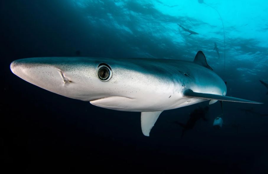 Blue shark. (Photo American Oceans))/News Penguin