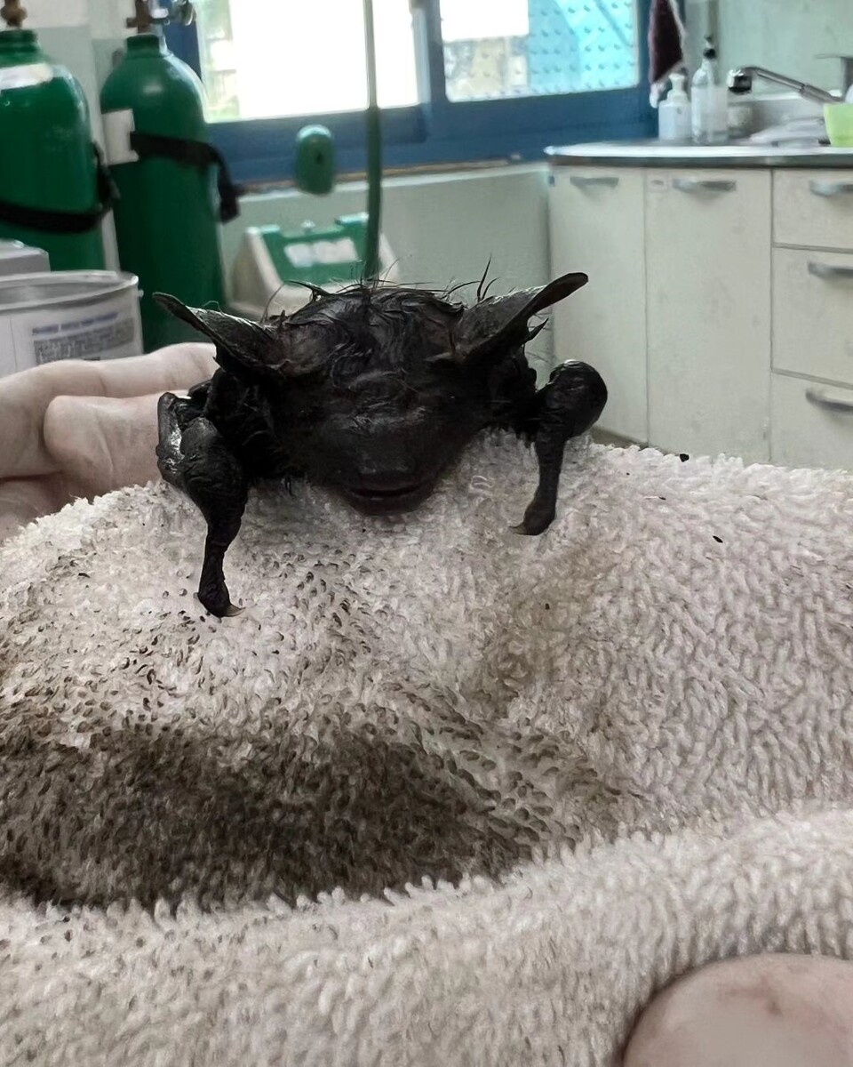 The serotine bat rescued with its entire body contaminated by oil. (Photo provided by Chungnam Wildlife Rescue Center)/News Penguin