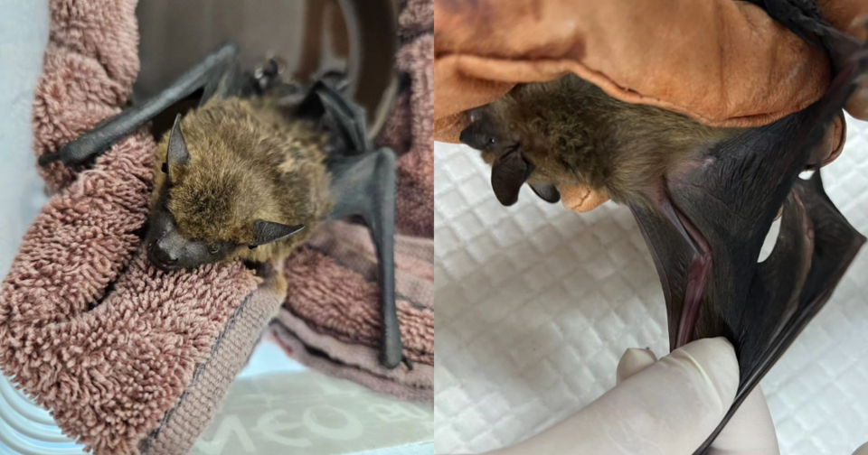 The serotine bat that recovered after a month of treatment. (Photo provided by Chungnam Wildlife Rescue Center)/News Penguin