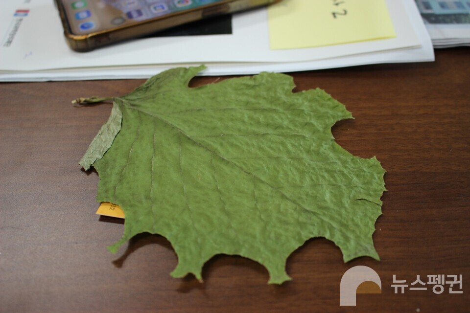 A leaf of the fragrant styrax that has been cut off in various places by Megachilidae. (Photo Ye-jin Nam)/News Penguin