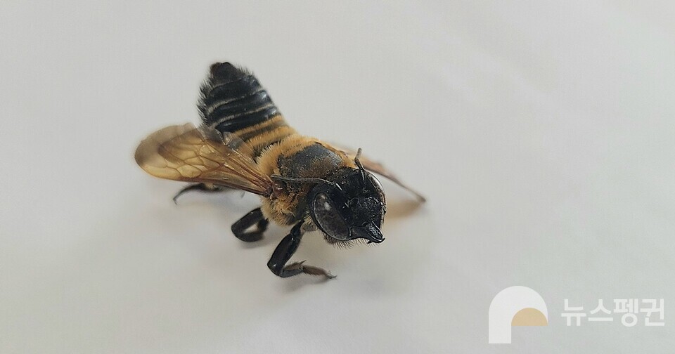 Megachile pseudomonticola Hedicke. (Photo Ye-jin Nam)/News Penguin