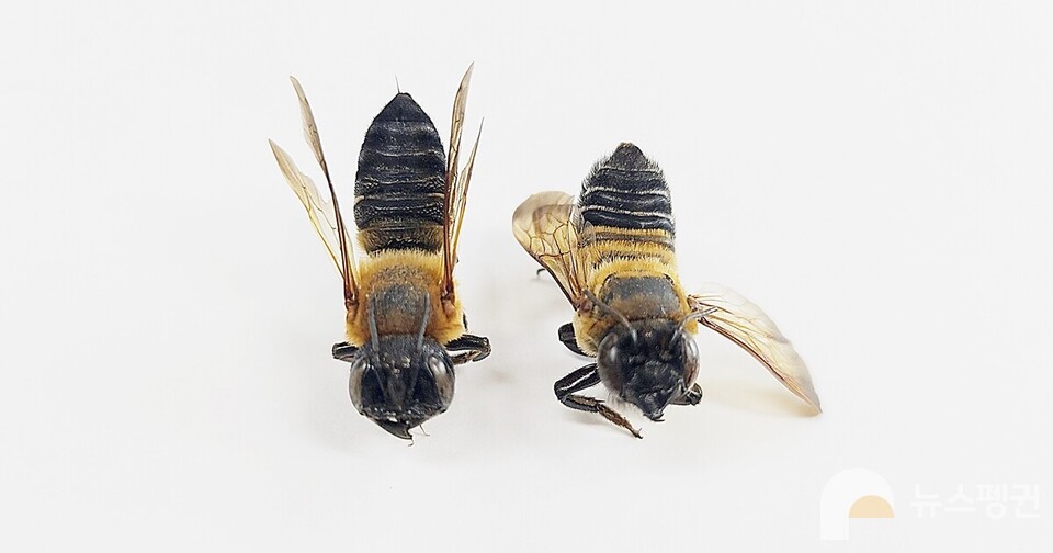 왼쪽은 왕가위벌, 오른쪽은 장수가위벌이다. 두 종은 멀리서 보면 크기와 외형이 비슷해 보이지만, 자세히 들여다보면 생김새가 다른 것을 확인할 수 있다. (Photo Ye-jin Nam)/News Penguin