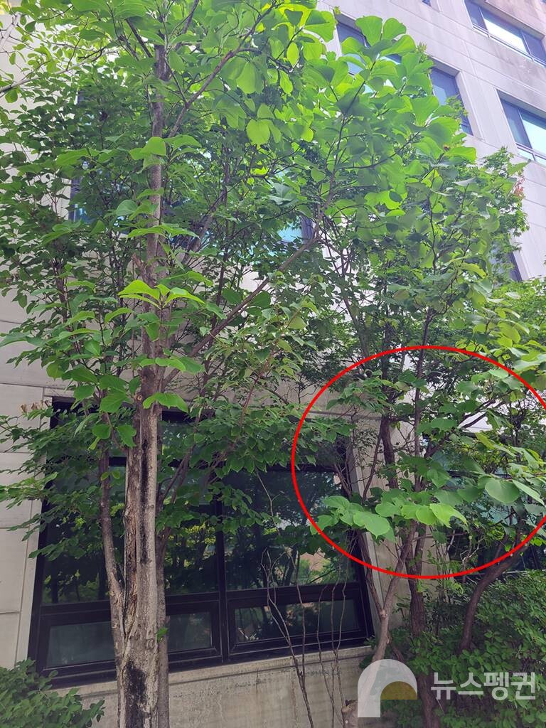 왼쪽은 백목련나무, 빨간선으로 표시된 오른쪽은 쪽동백나무다. 잎사귀를 관찰하면 백목련나무의 잎사귀는 잘려나간 흔적을 찾을 수 없지만, 쪽동백나무는 곳곳이 잘려나가 있다. (Photo Ye-jin Nam)/News Penguin