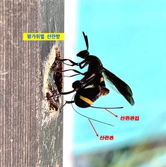 Leucospis japonica. (Photo 'Biology Observation—WhyTV' video capture)/News Penguin