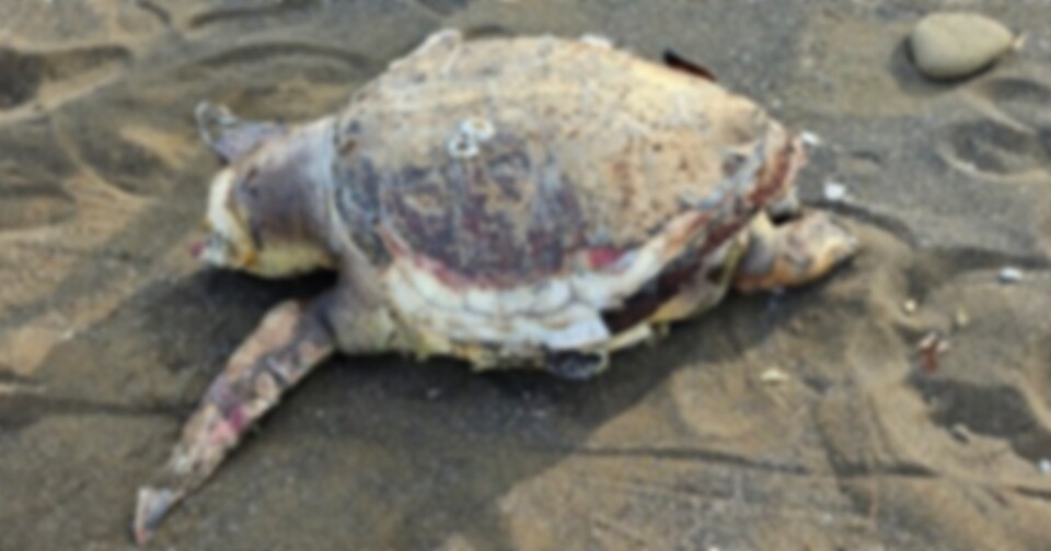 On September 4th, the carcass of a female loggerhead turtle was discovered at Hwangwoochi Beach in Daejeong-eup. (Photo Jeju Friends of Nature)/News Penguin