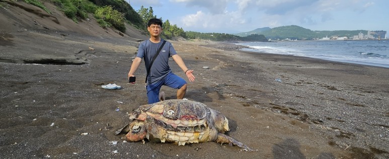 A female loggerhead turtle carcass. (Photo Jeju Friends of Nature)/News Penguin