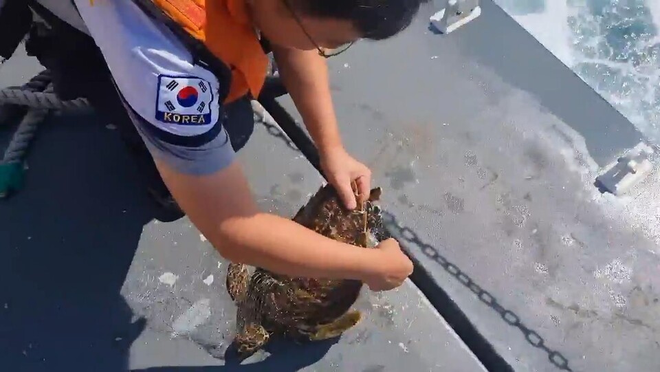 The seogwipo maritime police is rescuing sea turtles. (Photo Seogwipo Maritime Police)/News Penguin