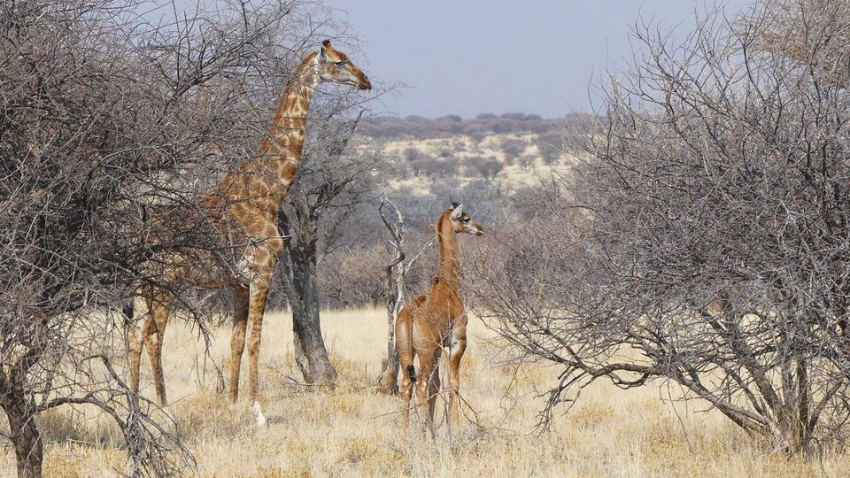 아프리카 나미비아에서 발견된 민무늬 앙골라기린. 왼쪽의 어미와 함께 있는 모습이 관찰됐다. (사진 Giraffe Conservation Foundation)/뉴스펭귄