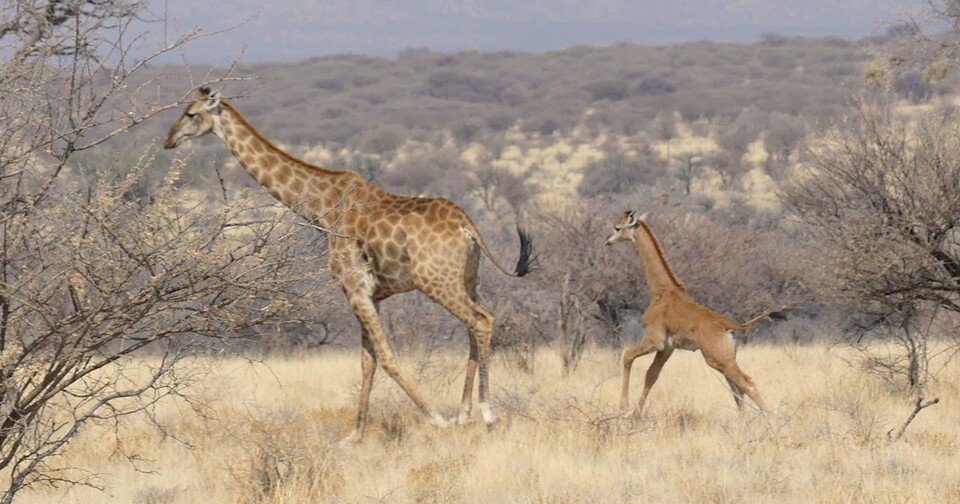 어미를 쫓아다니는 민무늬 앙골라기린. (사진 Giraffe Conservation Foundation)/뉴스펭귄